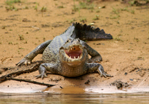 Green caiman, Jacare